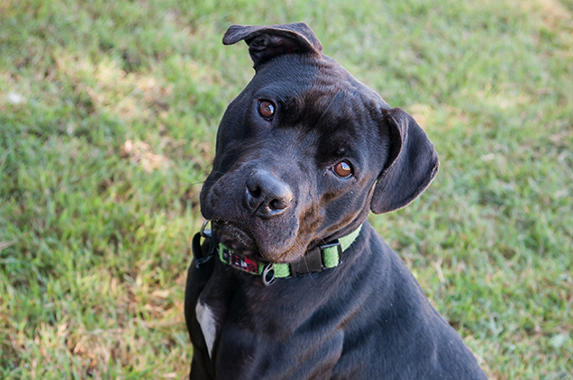 dog fighting dogs get second chance and adopted